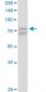 SCYL1 Antibody (monoclonal) (M02)